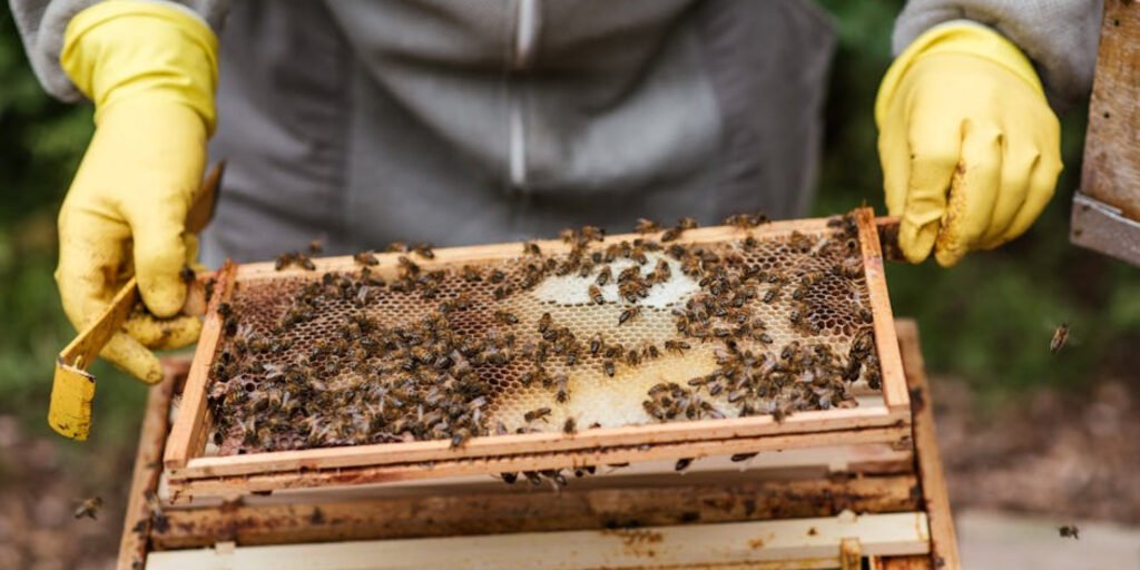 IPM Tech Pest Control Worker removing a bee hive from a business