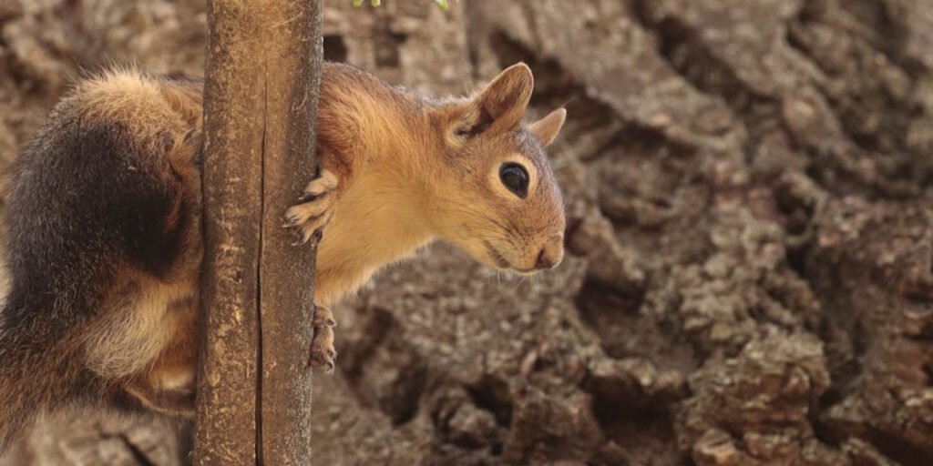 IPM Tech Pest Control Worker Removing Rodent from Business