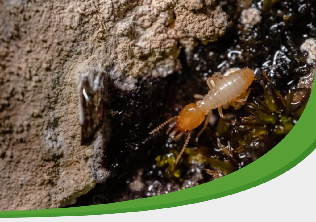 Preventing Future Termite Infestations IPM Tech Hero Image