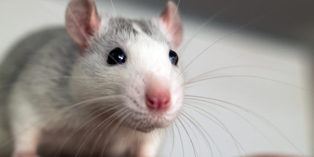 Rat Removal Strategies blog hero image