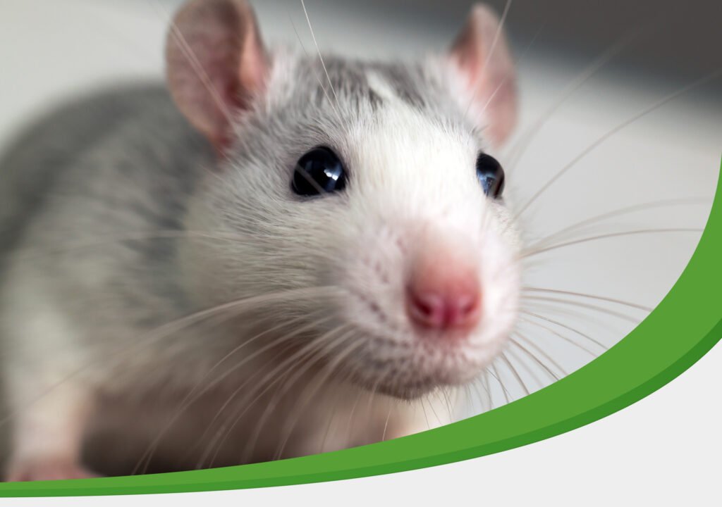 IPM Pest Control Removing a Rat with Eco Friendly Pest Control Methods