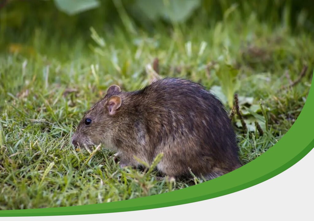 15 Common Myths about rat control blog image by IPM Tech Pest